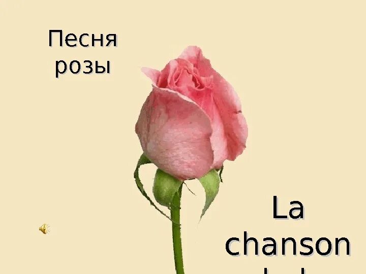 Анимация распускающихся цветов. Красивый распускающийся цветок. Гиф цветы распускаются. Гиф цветы распускаются. Цветочек распускается.