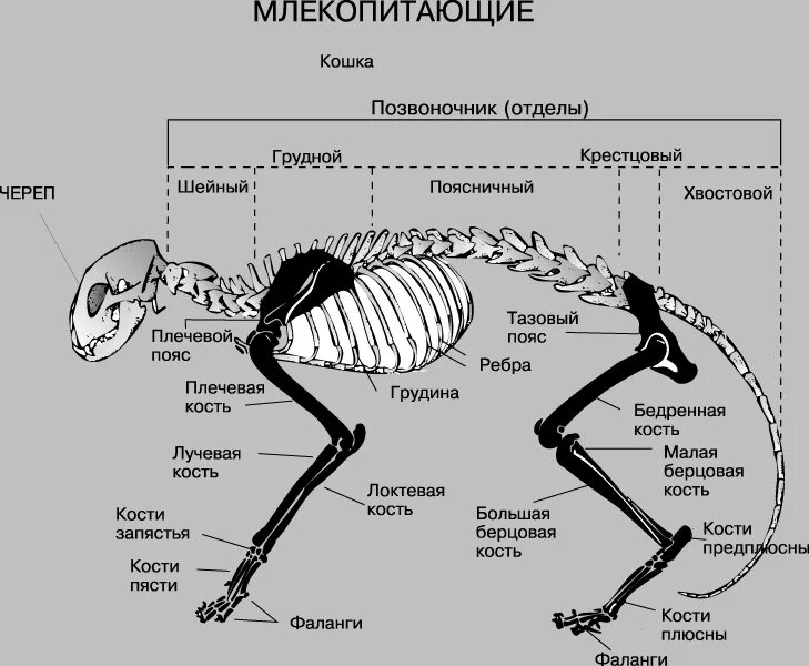 Какие отделы позвоночника у собак. Скелет задней конечности млекопитающего отделы. Строение скелета задней конечности млекопитающих. Отделы скелета млекопитающих позвоночник. Скелет млекопитающего 8 класс биология.