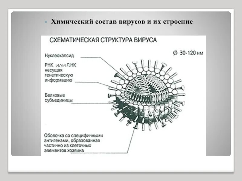 Из чего состоит вирус. Состав и строение вирусов. строение структура и химический состав вирусов. состав вируса. строение вируса хим состав.