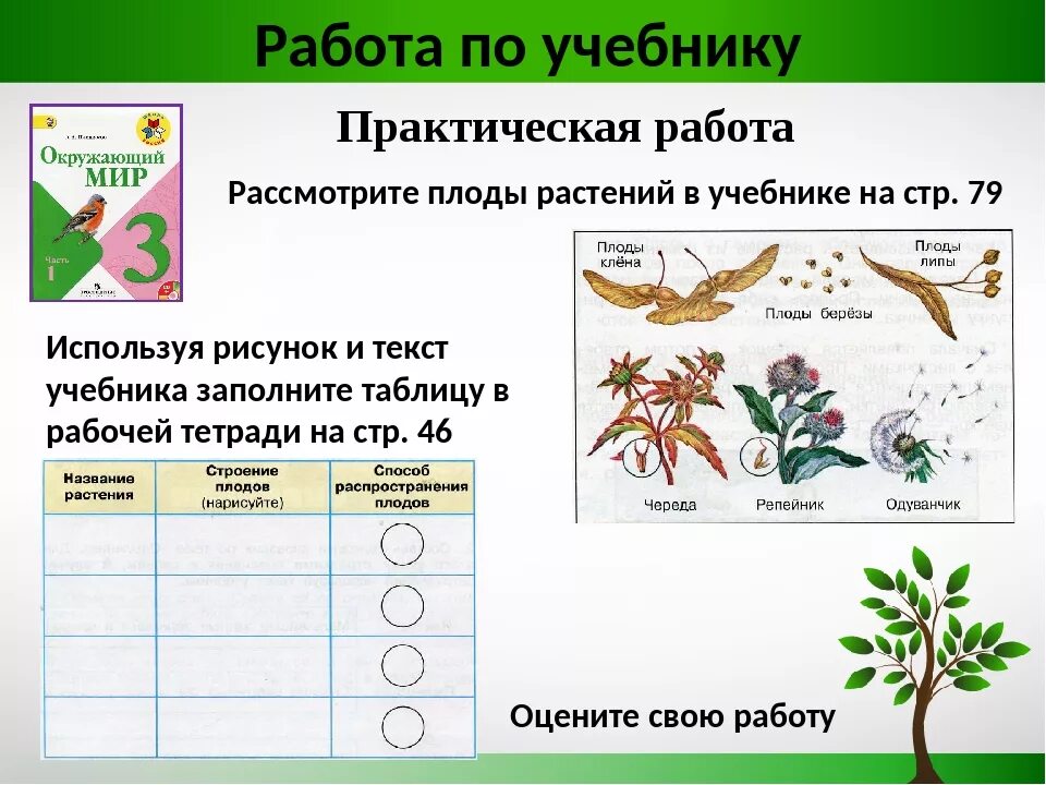 Конспект рост и развитие животных 8 класс