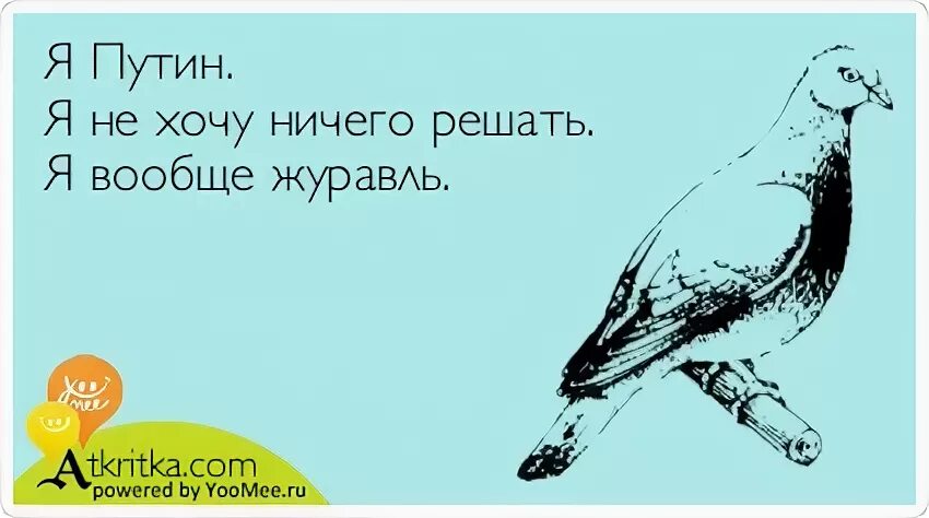 Стихотворение кот мурмур. Мемы с голубями. Я девочка не хочу ничего решать хочу платье. Я котик у меня лапки. Я девочка я не хочу ничего решать.