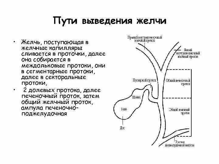 Пути выведения желчи схема. Схему путей оттока желчи от печени. Блок схема оттока желчи. Желчный пузырь и пути выведения желчи.