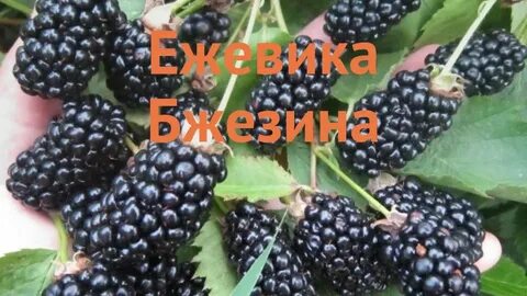 Ежевика бжезина описание характеристик