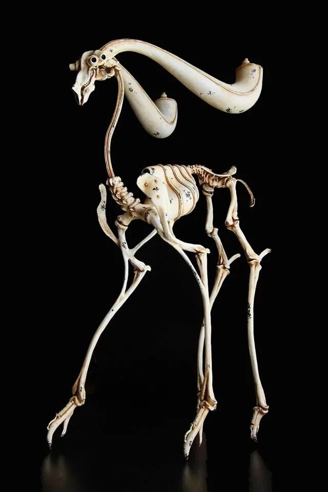 Bone art. Скелеты животных. Необычные кости животных.