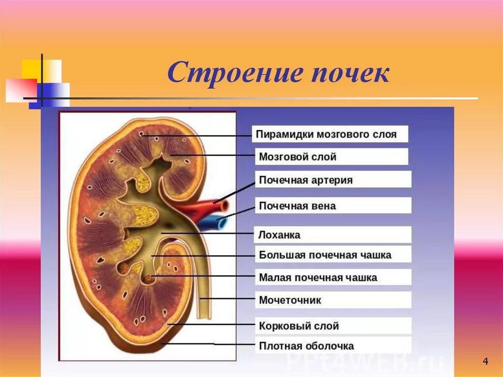 Внешнее и внутреннее строение почки. Внутренне строение почки рисунок. Внутренне строение почки анатомия. Строение почки биология 8.