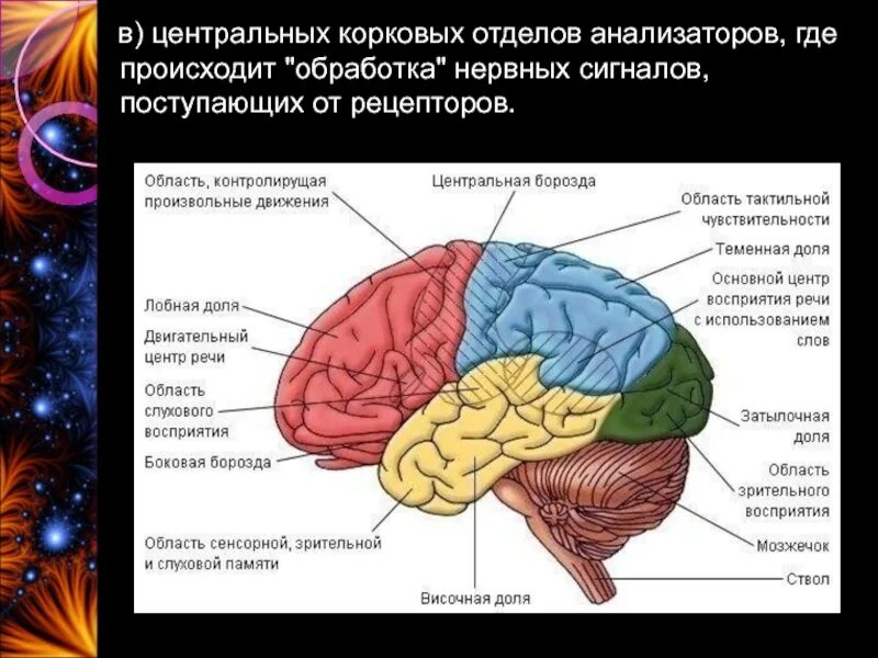 Где располагается центр. Корковые концы анализаторов головного мозга. функции коркового отдела анализатора. центральные отделы анализаторов мозга. центральные отделы анализаторов коры больших полушарий.