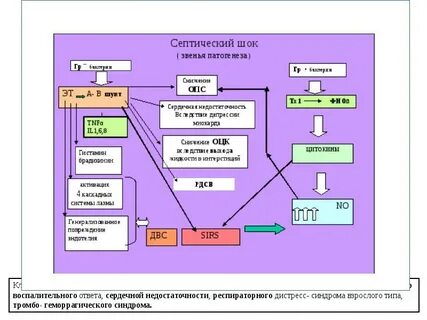Звенья патогенеза шока