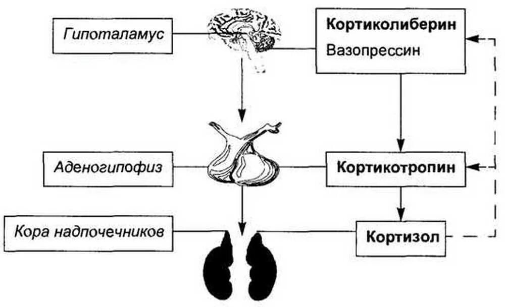 Гормоны надпочечников гормон гипофиза. Схему регуляции секреции кортизола. Схему гипоталамо-гипофизарной регуляции секреции кортизола. Механизм регуляции кортизола. Регуляция синтеза кортизола.