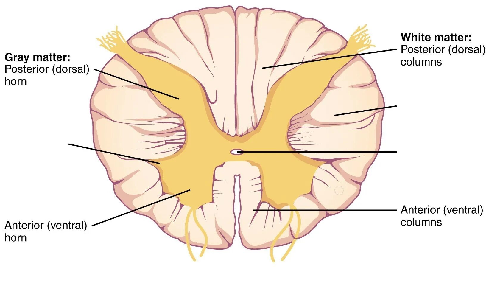 Выделения серого вещества. Спинной мозг внутреннее строение серое и белое вещество. Строение спинного мозга белое и серое вещество мозга. Структуры серого и белого вещества спинного мозга. Строение серого вещества спинного мозга анатомия.