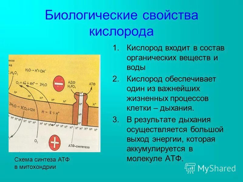 Состав каких веществ входит кислород. Биологические свойства кислорода. Биологическое действие кислорода. Свойства и значение кислорода. Биологическая роль кислорода химия.