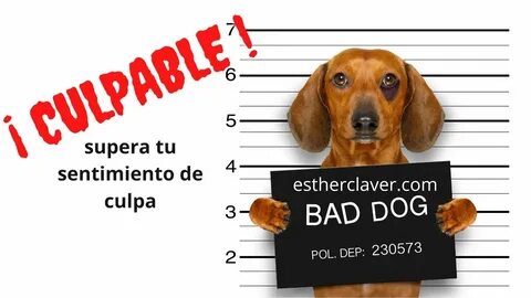 Bad dog