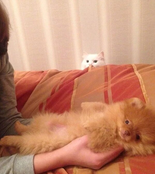 Ревную котенка