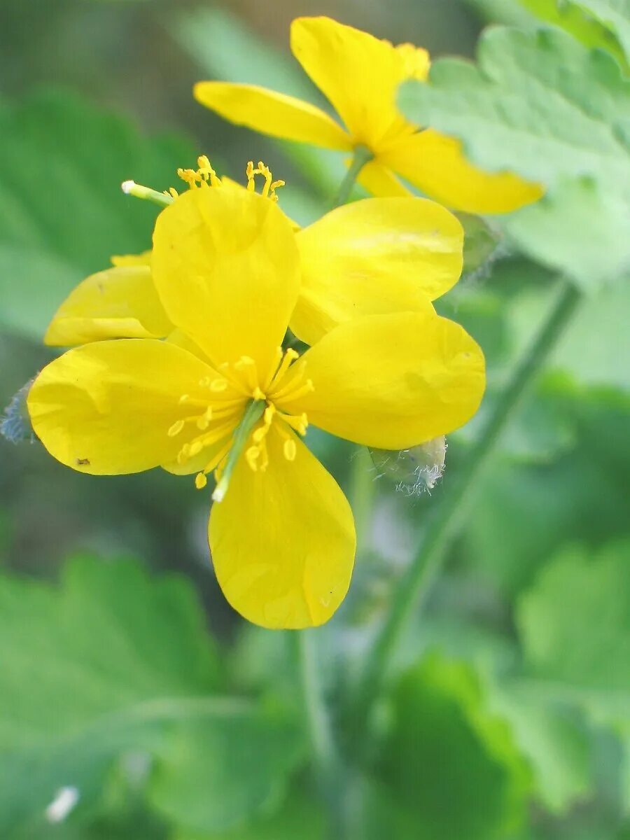 Chelidonium majus. Чистотел Луговой. Чистотел Лесной. Чистотел цветок.