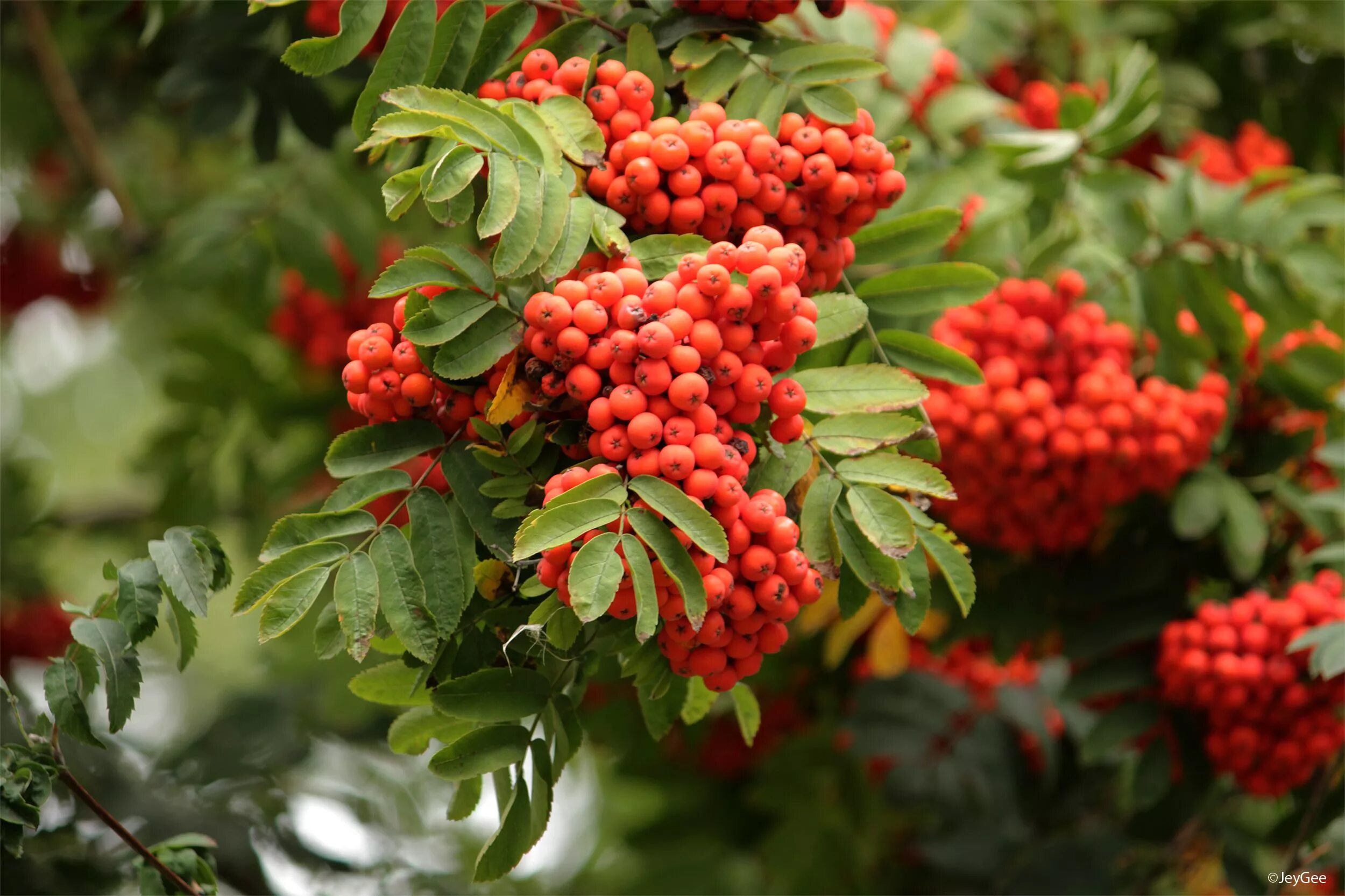 Рябина обыкновенная (Sorbus aucuparia l.). Рябина обыкновенная Россика. Рябина Рубиновая дерево. Ярко красная рябина