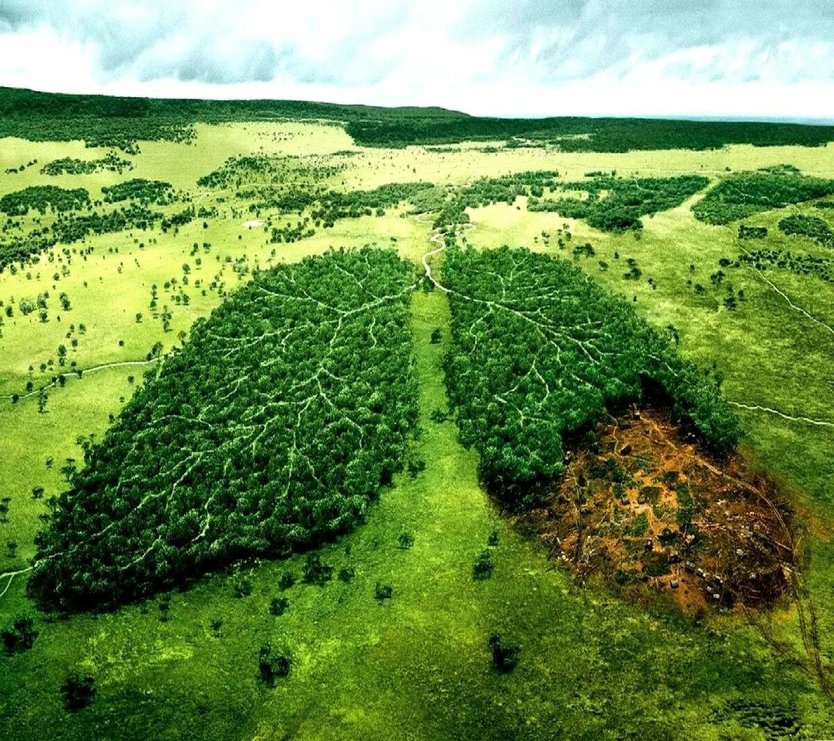 Вырубка леса экология. Экология вырубка лесов. Вырубка лесов. Экология вырубка лесов. Обезлесение австралии.