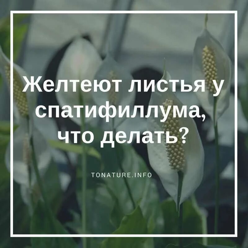 Женское счастье листья. У спатифиллума желтеют кончики листьев. Почему желтеют листья у женского счастья. Почему желтеют листья у цветка женское счастье и что делать. Спатифиллум желтеет и сохнет