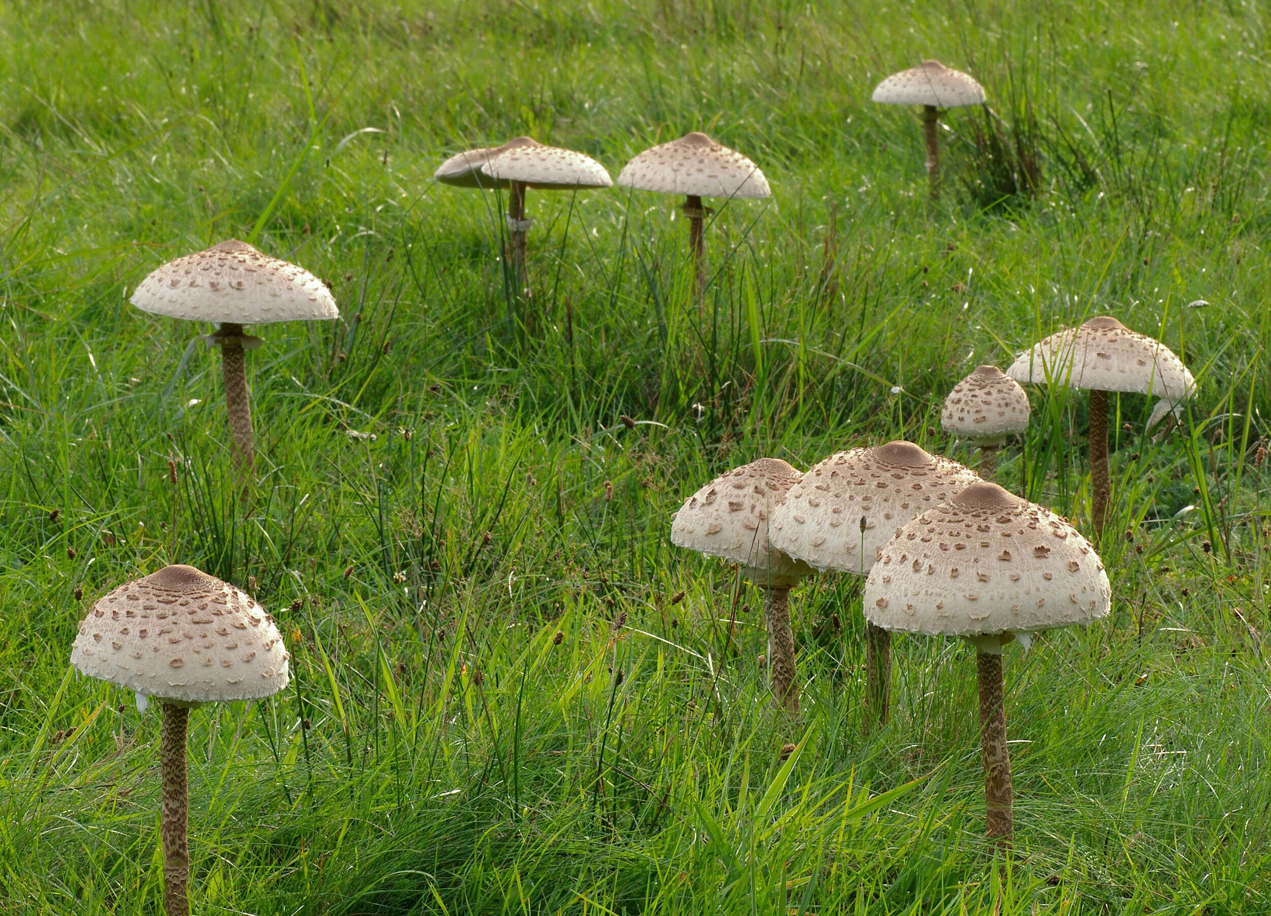 Зонтик краснеющий chlorophyllum rhacodes. Гриб-зонтик пёстрый съедобные. Гриб зонтик съедобный рецепты приготовления. Гриб зонтик ядовитый поганка. Гриб зонтик большой.