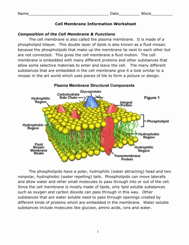 Phospholipids. Worksheets cells