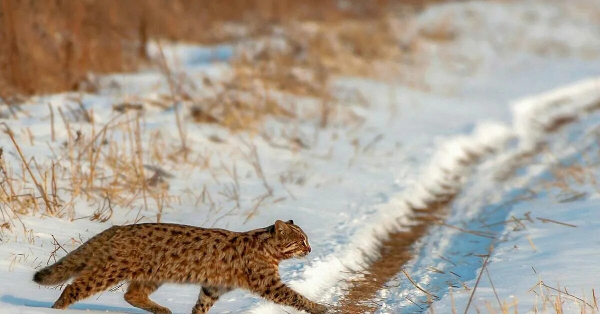 Отдам Амурская лесная кошка Ф1 - купить в Москве, бесплатно, продано 5 сентября 