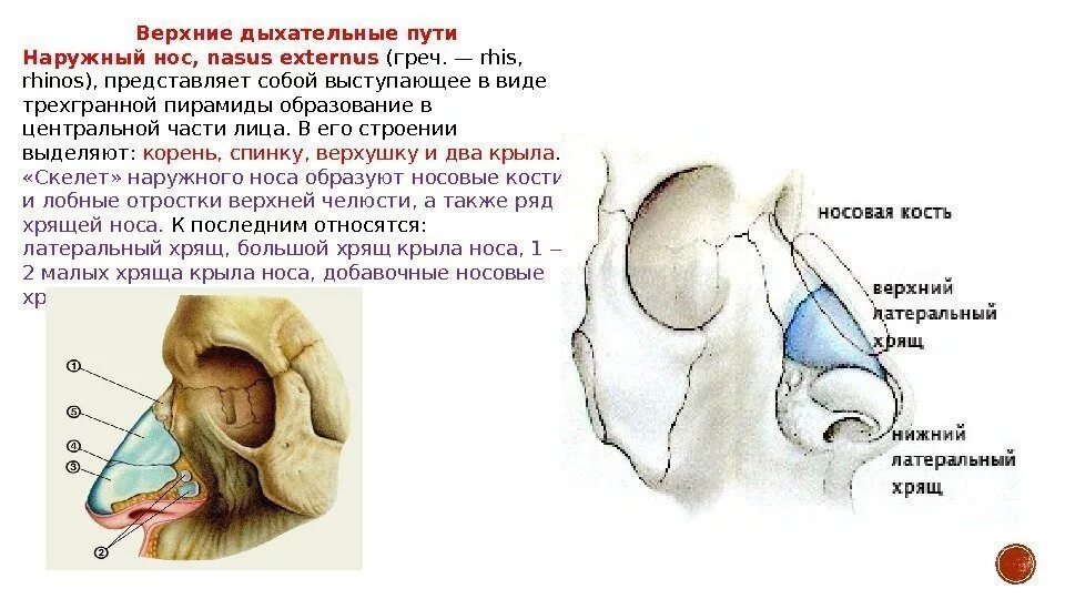 Строение наружного носа. Наружный нос анатомия дыхательная система. Верхние дыхательные пути наружный нос. Нос дыхательная система анатомия. Дыхательная система человека анатомия наружный нос.