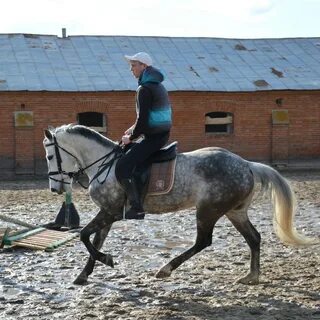 Хреновская школа наездников