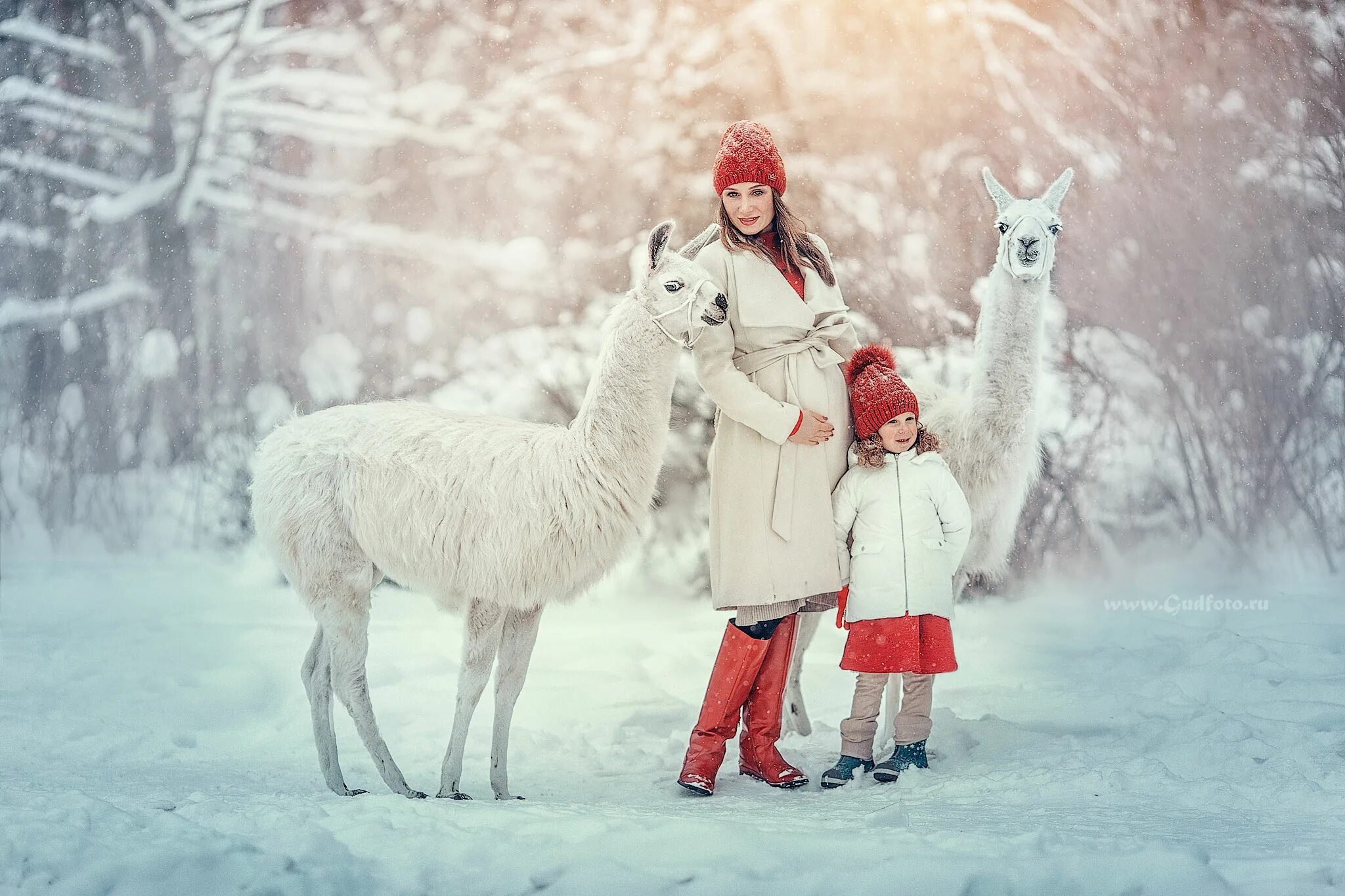 Кск животные. Зимняя фотосессия с ламой. Зимняя фотосессия с альпаками. Фотосессия с ламой зимой. Фотосессия с ламой и альпакой зимой.