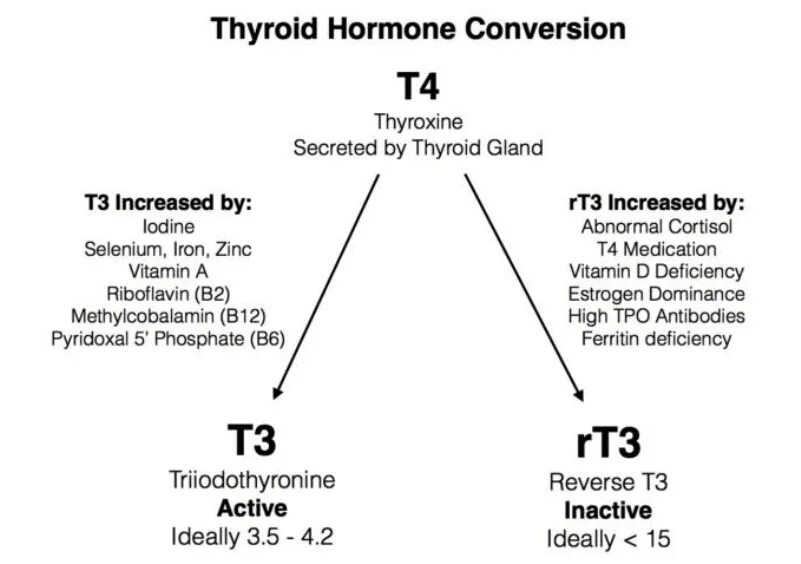 Преобразование т4 в т3 биохимия. Превращение т4 в т3 происходит. Свободные гормоны т3 и т4. Т3 и т4 гормоны отличия. T 3 page