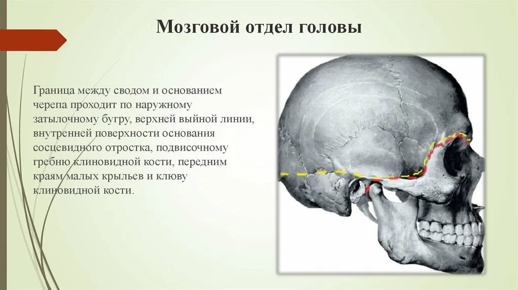 Свод и основание мозгового отдела черепа. Кости, образующие свод мозгового черепа. Мозговой отдел черепа анатомия. Граница разделяющая мозговой и лицевой отделы черепа. Отдел затылок