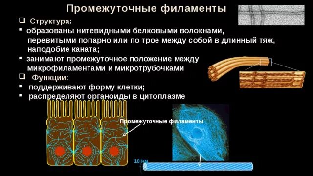 Промежуточный строение и функции. Промежуточный филамент строение и функции. Строение и функции промежуточных филаментов. Строение и функции промежуточных микрофиламентов. Белковые волокна особенности строения и функции.