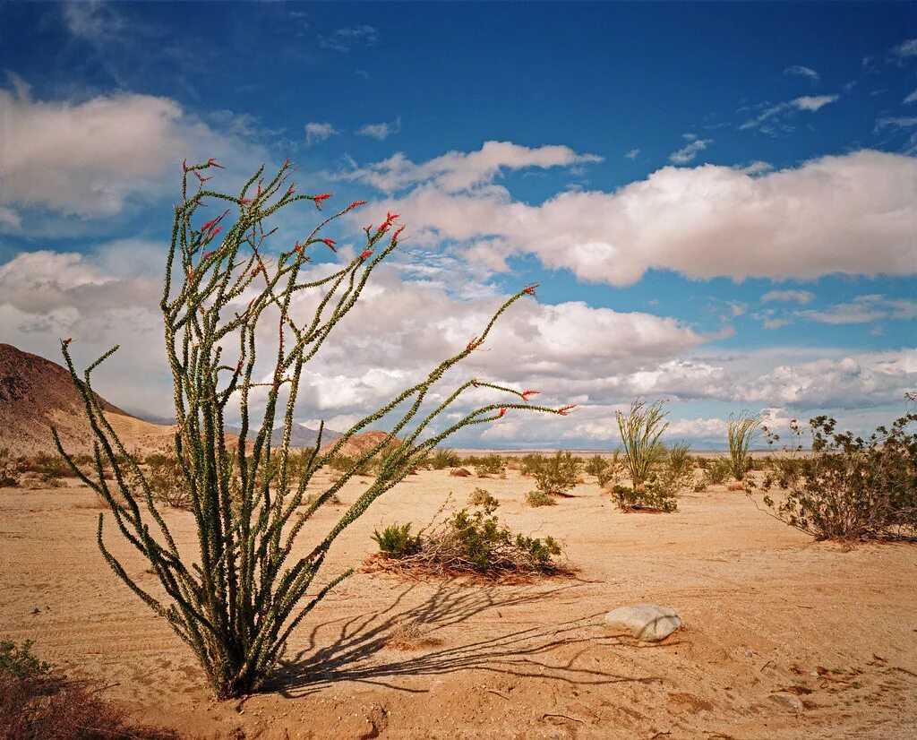 Цветущая пустыня Анза Боррего. Селин растение пустыни. Пустыни и полупустыни России Кактус.