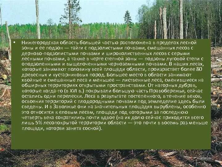 Леса Нижегородской области. Подзона Южной тайги. Подзона лиственных лесов почвы. Лесные зоны Нижегородской области. Южная тайга почва