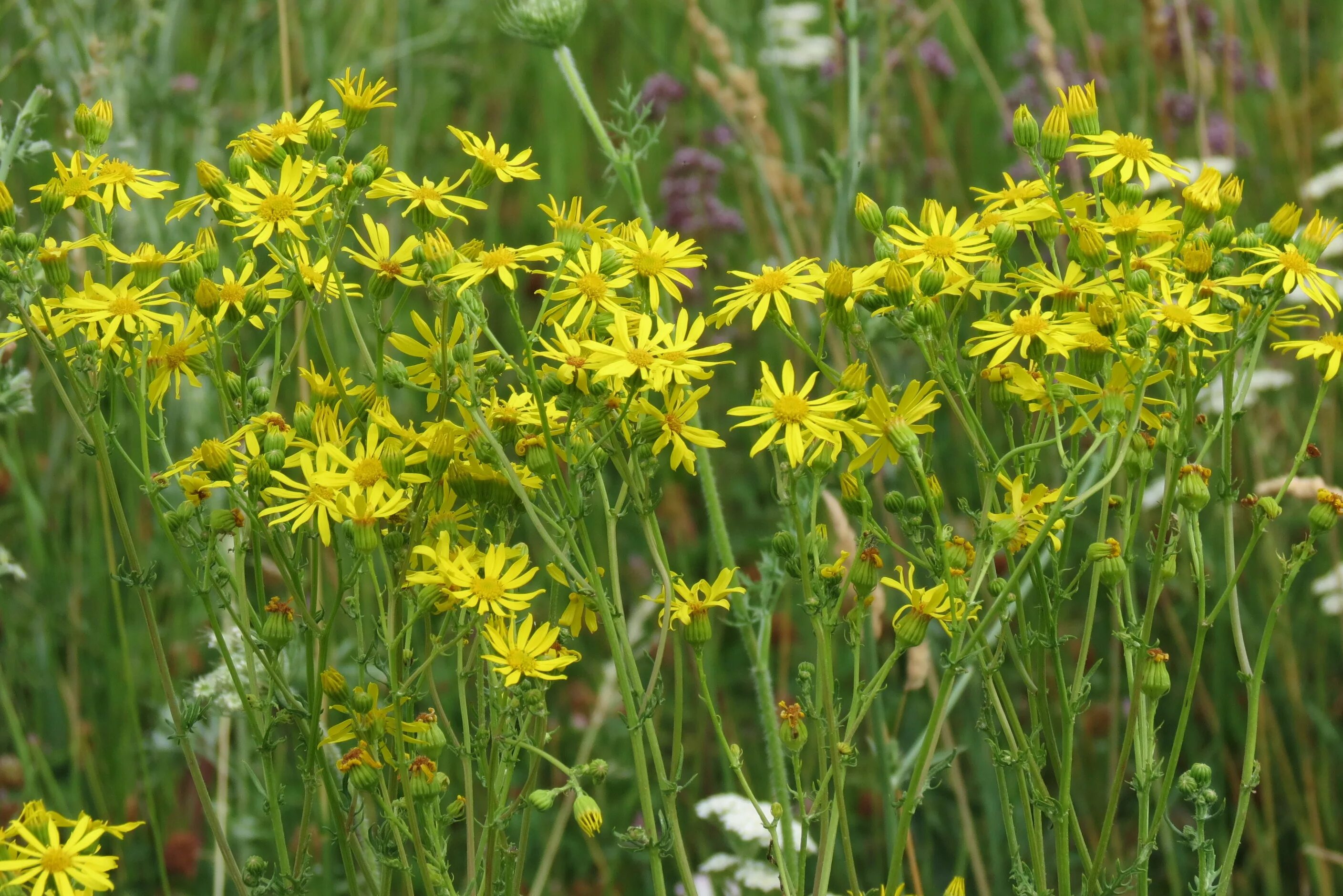 Крестовник Луговой. Крестовник Луговой (Senecio jacobaea l.). Крестовник Senecio jacobaea. Крестовник обыкновенный (Senecio vulgaris). Крестовник обыкновенный