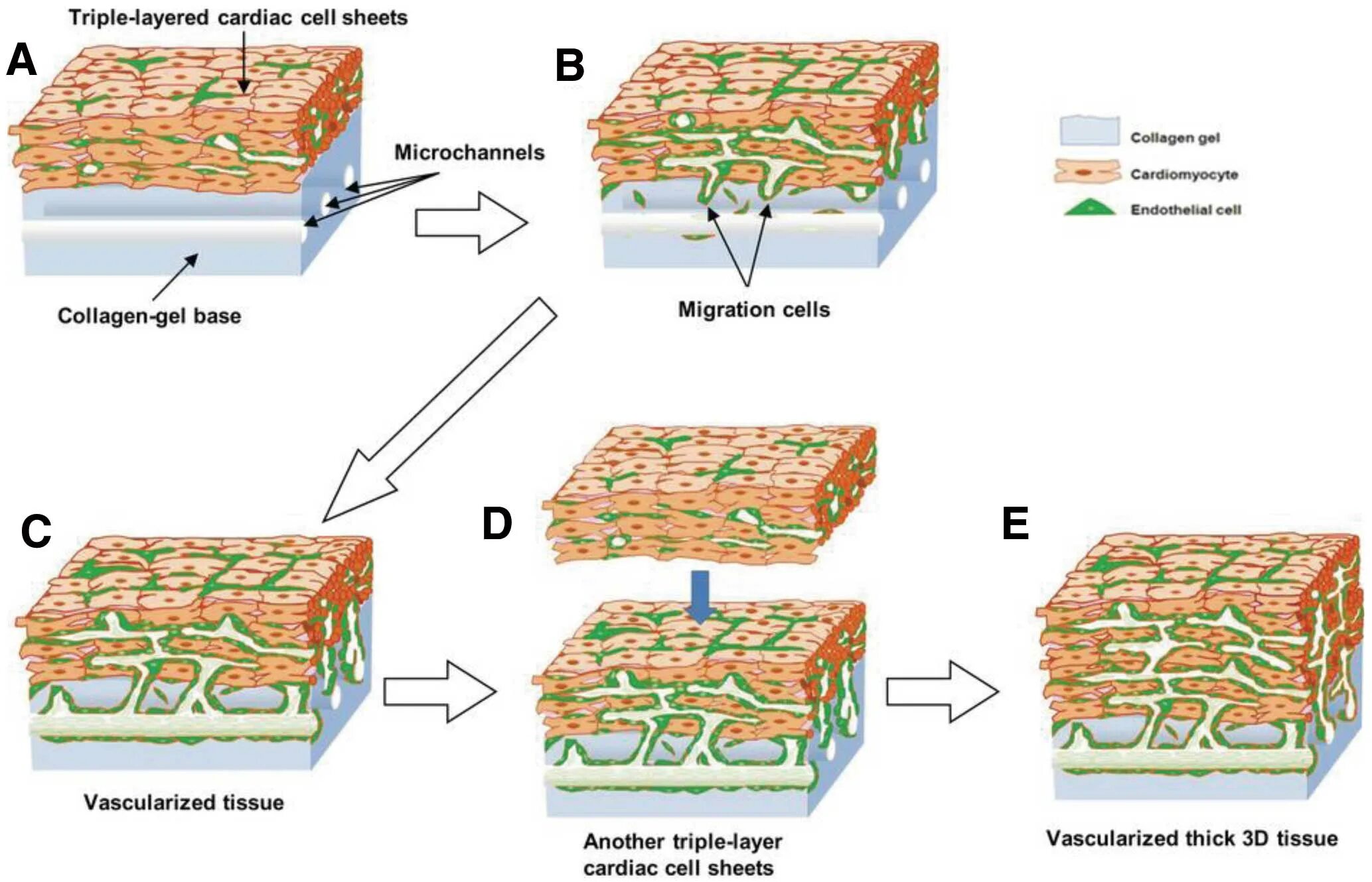 Sheets cells. Cell sheet. cell collagen mp system. sheeted tissue. procesusses of cells.