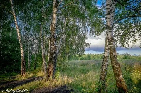 Тулун березовая роща