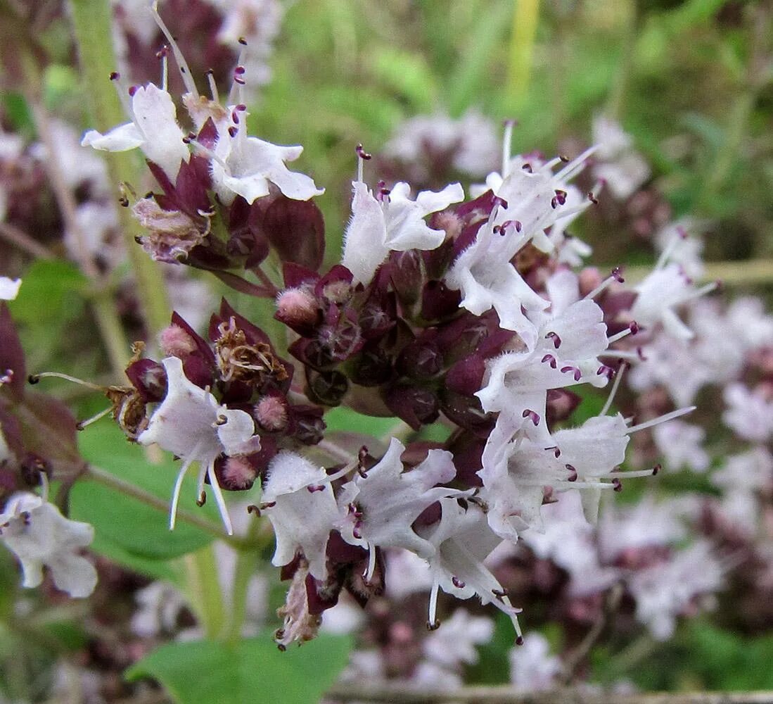 Ароматное род. Душица обыкновенная (Origanum vulgare). Душица обыкновенная – Origánum vulgáre l.. Душица Критская. Душица Критская фото.