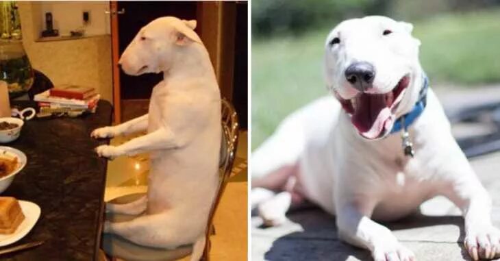 Моя собака выглядит как босс мафии. Boxer dogs funny, Funny animals, Funny dogs