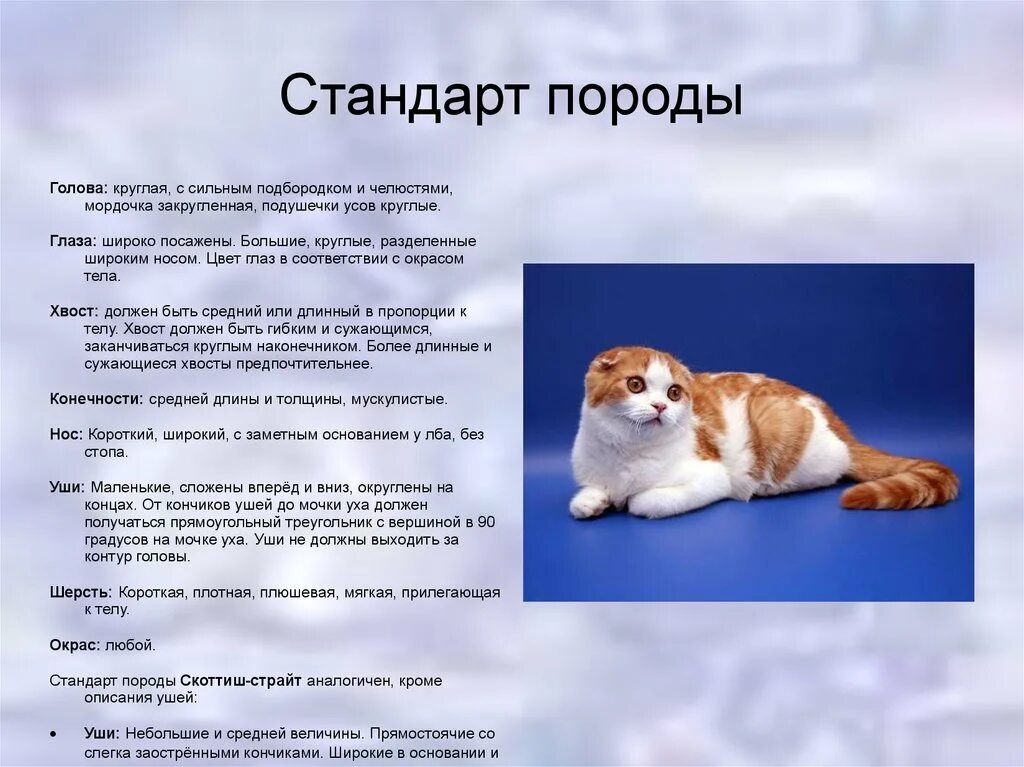 Британский прямоухий пепельный кот. Вислоухая кошка стандарт породы. Первая шотландская вислоухая кошка сьюзи. Скоттиш-фолд шотландская вислоухая. Шотландская кошка стандарты породы.