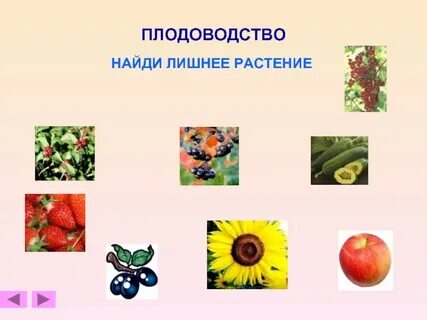 Плодоводство что выращивают