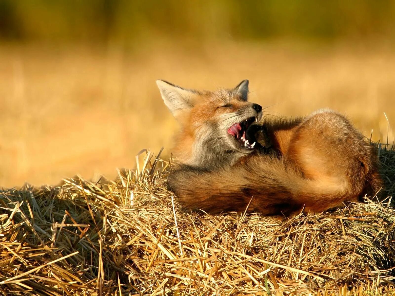 Fox animal