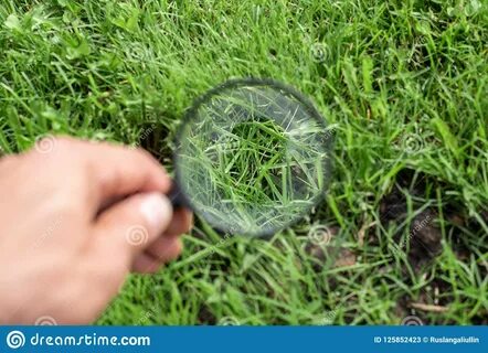 Studying of a Green Grass through a Magnifying Glass in a Male Hand.