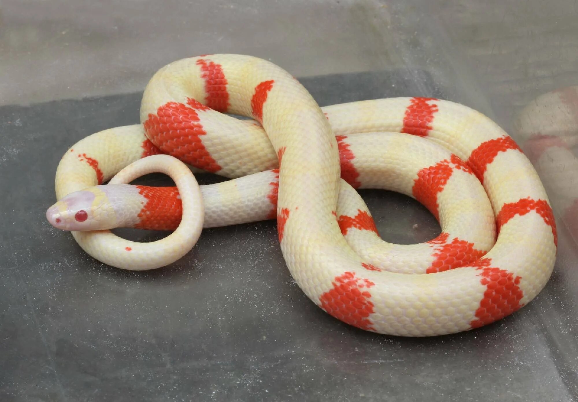 Молочная змея Кэмпбелла (Lampropeltis Triangulum campbelli). Королевская змея Нельсона (альбинос). Молочная змея Нельсона Albino (Lampropeltis Triangulum nelsoni). Королевская змея (Lampropeltis).