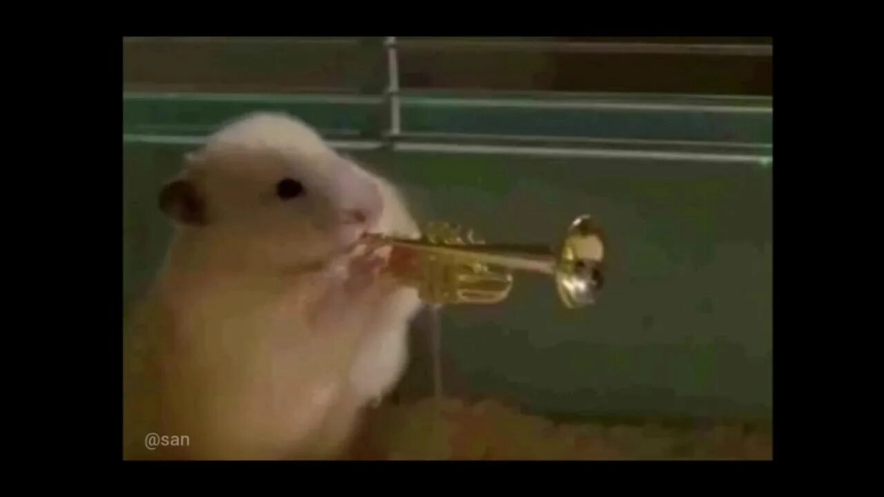 Хомяк в барабане. Хомяк преступник. Hamster criminal слушать. Hamster criminal слушать. Для детей.