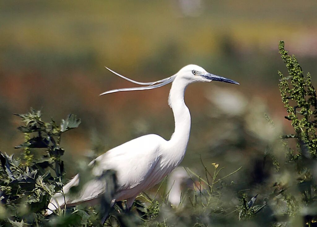 птица похожая ная цаплю. китоглав птица. цапля пантанал. трехцветная цапля херон. серая цапля.