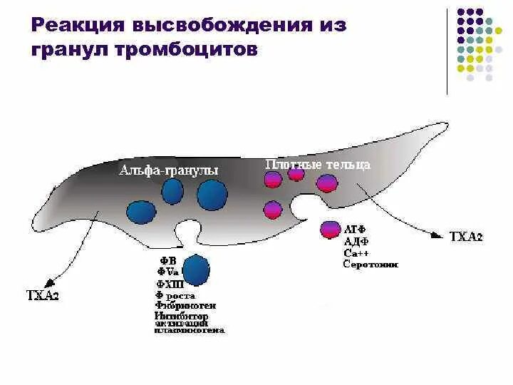 Содержимое гранул тромбоцитов. Строение тромбоцитов. альфа гранулы тромбоцитов. реакция высвобождения тромбоцитов. плотные гранулы тромбоцитов.
