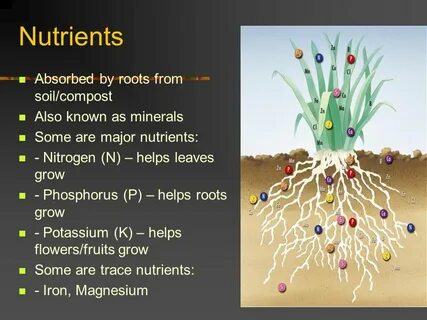 Plants nutrition
