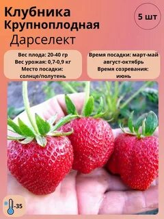 Аллегро клубника описание сорта фото отзывы садоводов