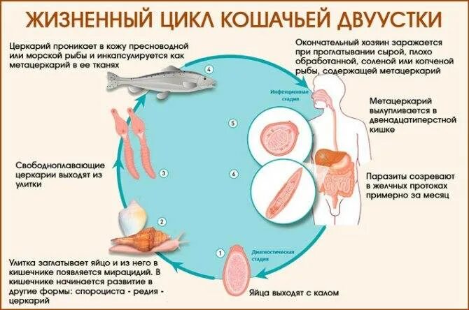 Кошачья двуустка какое развитие. Описторхоз схема цикла развития. Кошачийсосалшик жизненный цикл. Жизненный цикл кошачьего сосальщика. Цикл развития кошачьей двуустки.