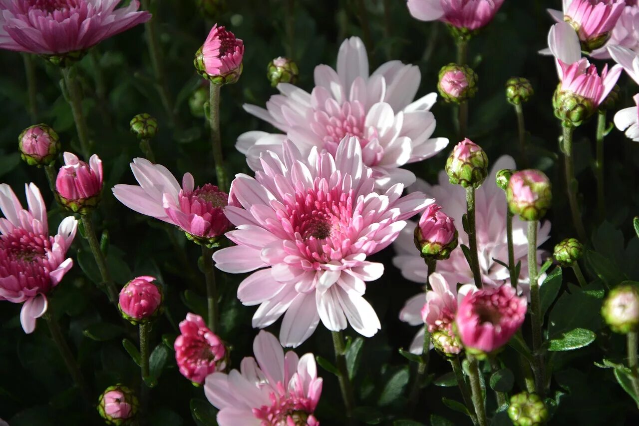 Mums flowers. Mums цветы. Чуждый цветок. Flowers to mum картинка. My mum is Flower.