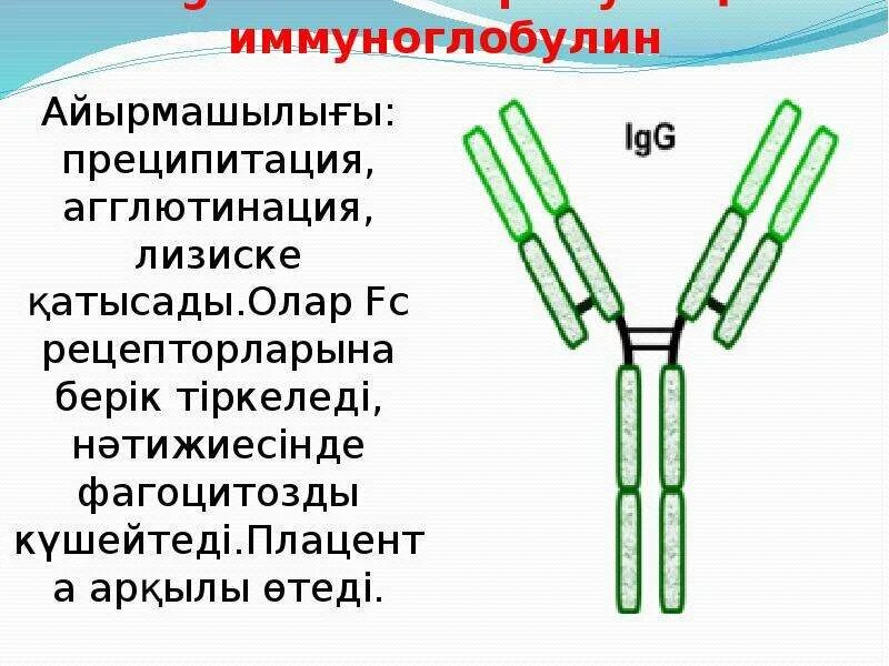 Иммуноглобулин ребенку 3 года. Иммуноглобулин а 1.40. Иммуноглобулин 2.9. Иммуноглобулин 0.5. Иммуноглобулин внутривенно.