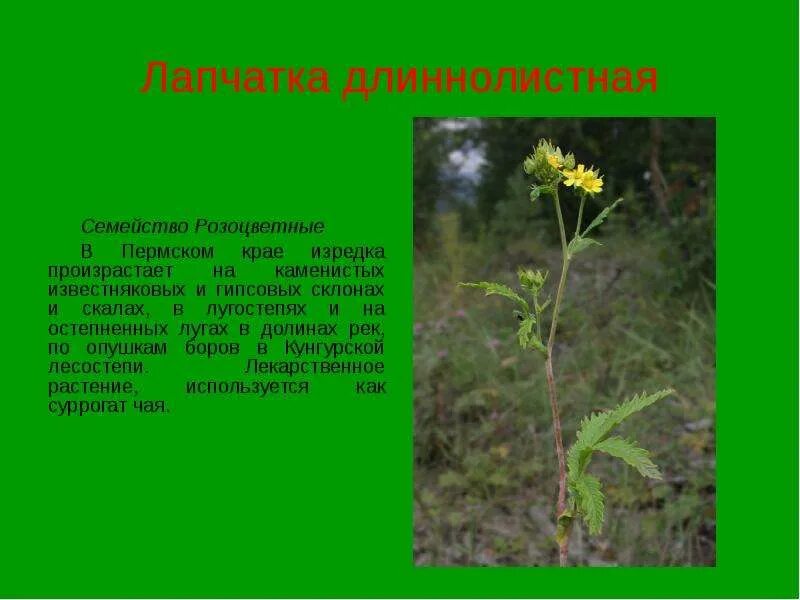Картинки РАСТЕНИЯ ВНЕСЕННЫЕ В КРАСНУЮ КНИГУ ПЕРМСКОГО КРАЯ